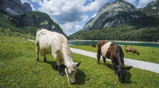 Árháború a szomszédban: 