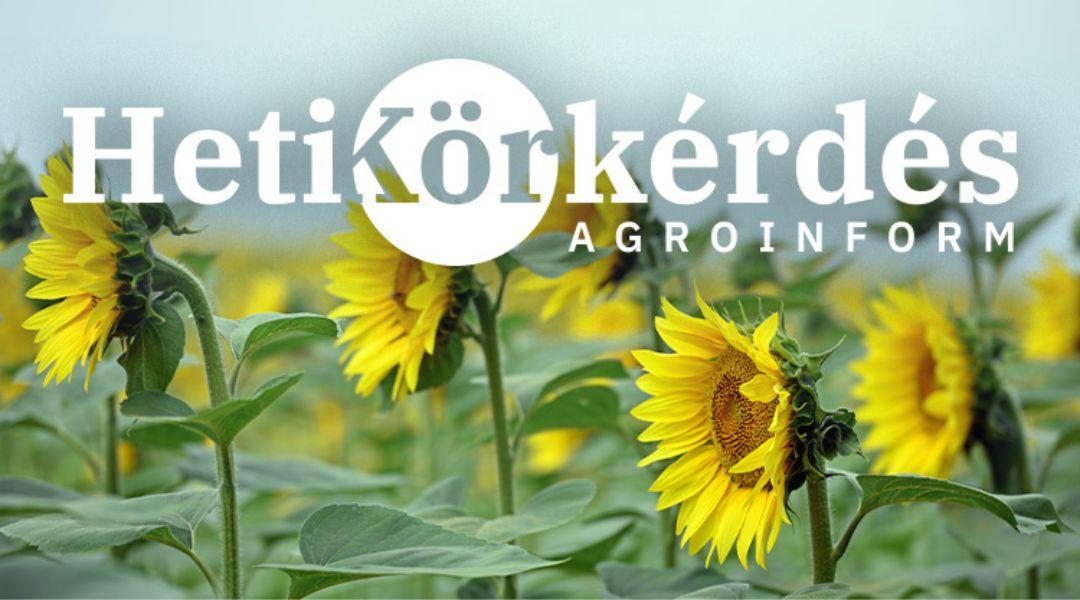  Milyen szerepe van a morfológiai tulajdonságoknak napraforgóban? – Heti Körkérdés