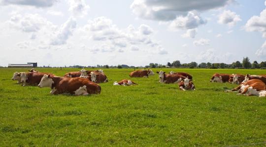 Madárinfluenza antitesteket mutattak ki egy holland tejelő tehénben