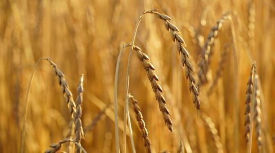 Több vitamin, kevesebb vegyszer – mit tudnak az ősi gabonák?