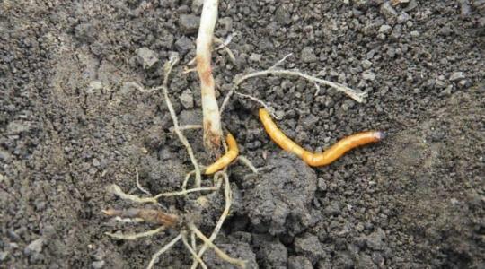 AÖP-pontot érő megoldások a drótférgek visszaszorítására AÖP-pontot érő megoldások a drótférgek visszaszorítására