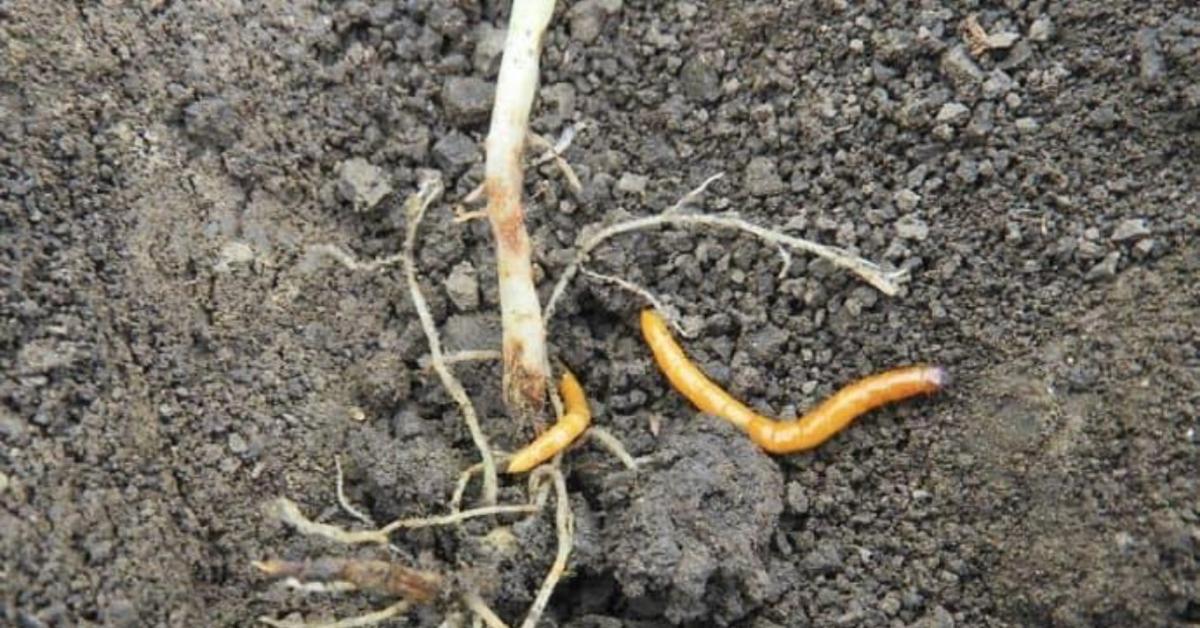 AÖP-pontot érő megoldások a drótférgek visszaszorítására