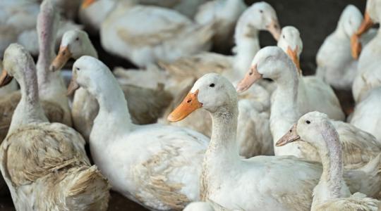 Szigorú intézkedések jönnek: továbbterjedt a madárinfluenza az országban Szigorú intézkedések jönnek: továbbterjedt a madárinfluenza az országban