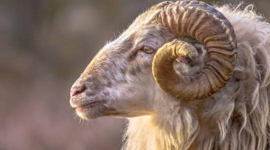 A kos, aki kutyának hiszi magát a farmon A kos, aki kutyának hiszi magát a farmon