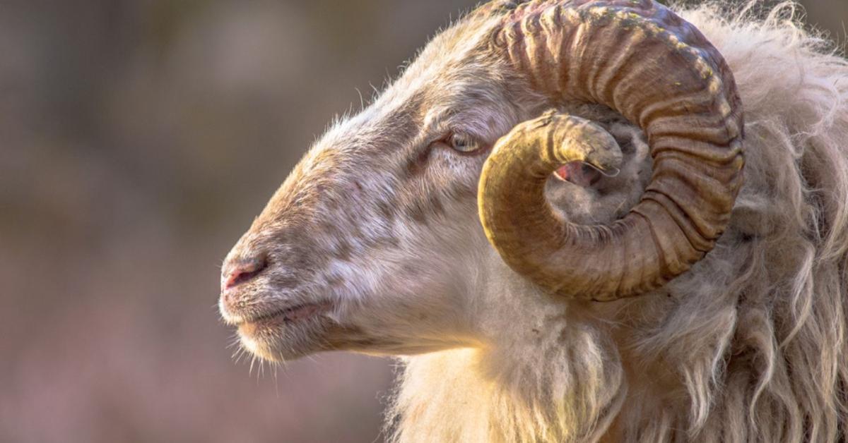 A kos, aki kutyának hiszi magát a farmon A kos, aki kutyának hiszi magát a farmon