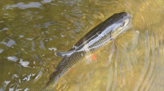 Aggodalmat keltő hírek után döntés született a Sajó halairól