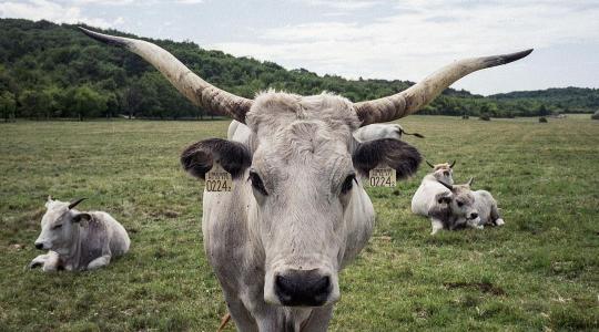 Fejlesztések a pusztán: modernizálják az őshonos állattartást a Kiskunságban Fejlesztések a pusztán: modernizálják az őshonos állattartást a Kiskunságban