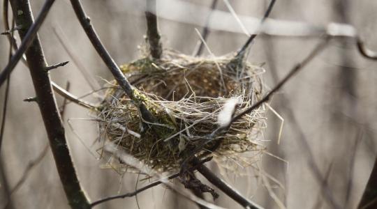 Törvénysértő lehet a tavaszi fakivágás és fészekrombolás Törvénysértő lehet a tavaszi fakivágás és fészekrombolás