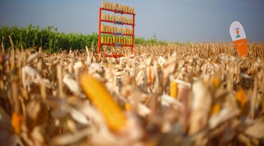 Szántóföldi kockázatkezelés: nem kell mindenhol más növény? +VIDEÓ