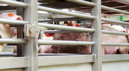 Nincs mellébeszélés: kegyetlen lemorzsolódás kezdődhet az állattenyésztésben Nincs mellébeszélés: kegyetlen lemorzsolódás kezdődhet az állattenyésztésben