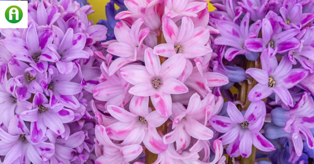 Tulipán, jácint, nárcisz. Ezt a 3 dolgot kell tudnod a hagymáikkal kapcsolatban!