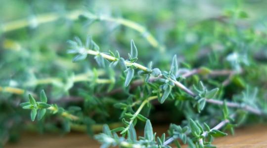 Ezt biztosan nem tudtad az év gyógynövényéről! Ezt biztosan nem tudtad az év gyógynövényéről!