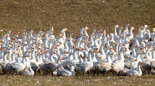 Több mint 17 ezer lúd sorsa pecsételődött meg