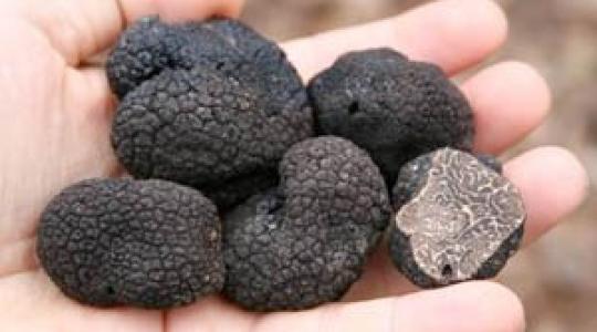 Szarvasgomba-vadászat Szilvásváradon&amp;#8232;&amp;#8232; &amp;#8232;