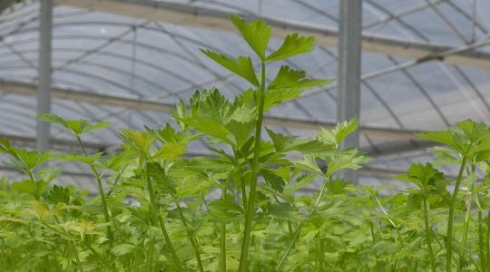 Fóliasátor fűtése kis költséggel – mi működik februári éjszakákon? Fóliasátor fűtése kis költséggel – mi működik februári éjszakákon?