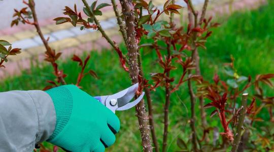 Most vagy soha: Ha elszalasztod a rózsametszés ideális pillanatát, idén kevesebb lesz a virágod