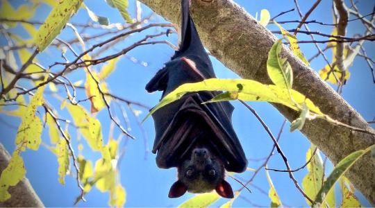 Kockázatos szomszédság: Denevérek terjeszthetnek új koronavírusokat a sertéstelepeken