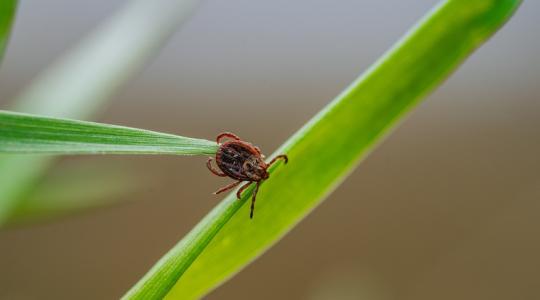 Vigyázz! Ha ezek a növények vannak a kertedben, tele lesz kullanccsal!