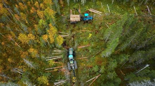 Indul a 30 milliárdos fejlesztés: erdészeti pályázati dömping májustól Indul a 30 milliárdos fejlesztés: erdészeti pályázati dömping májustól