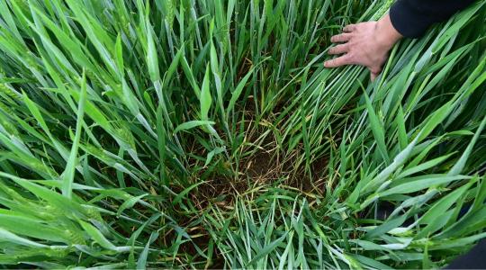 A technológia működik, ha ismered a növényeidet