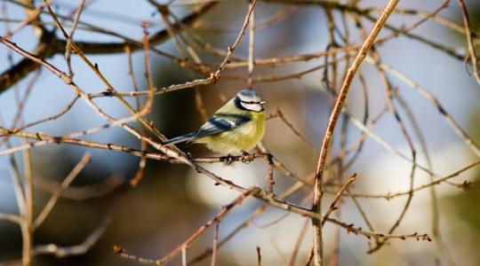 Tél végi „tiltólista”: 9 dolog, amit most ne csinálj a kertben Tél végi „tiltólista”: 9 dolog, amit most ne csinálj a kertben