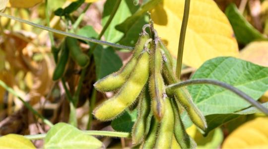 5 éve verhetetlen a stabilitásban: Miért választja egyre több profi szójás az ES Liberatort? 