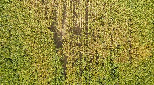 Ketyeg az óra: mindössze 5 napja van a gazdának, ha észleli a vadkárt Ketyeg az óra: mindössze 5 napja van a gazdának, ha észleli a vadkárt