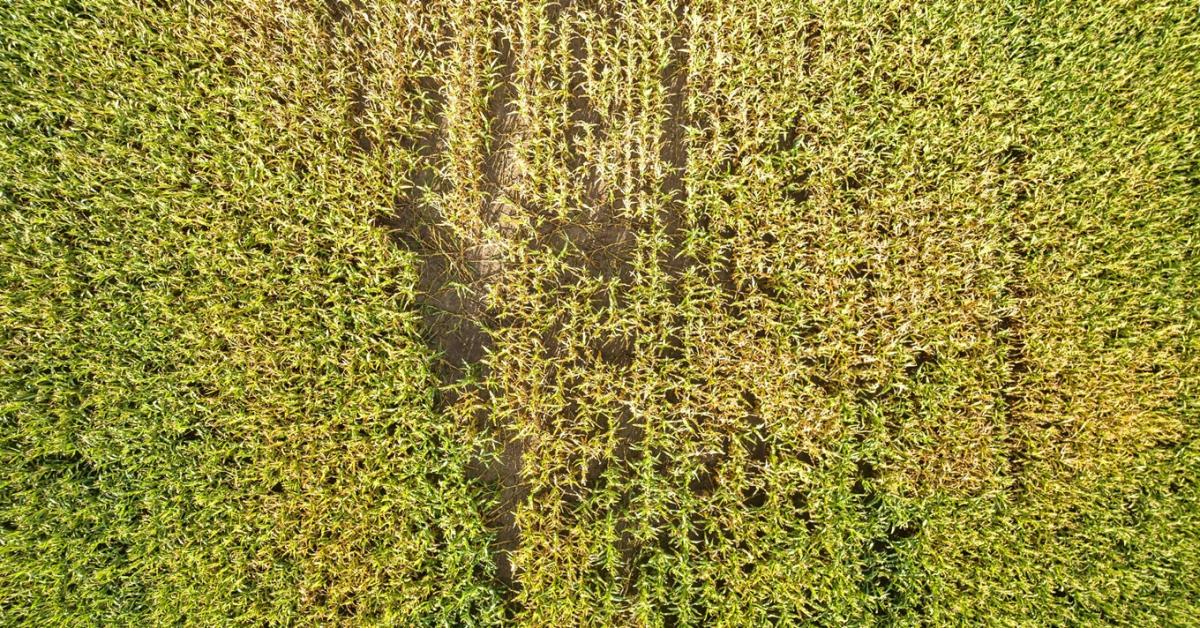 Ketyeg az óra: mindössze 5 napja van a gazdának, ha észleli a vadkárt Ketyeg az óra: mindössze 5 napja van a gazdának, ha észleli a vadkárt