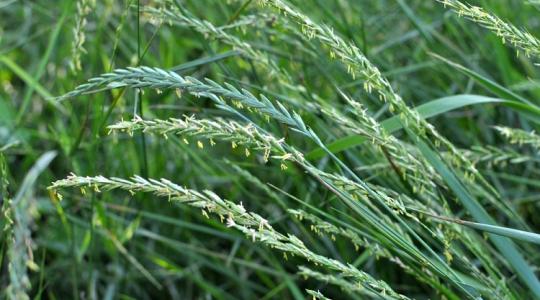 Tarack van a kertedben? Itt a megoldás! Tarack van a kertedben? Itt a megoldás!