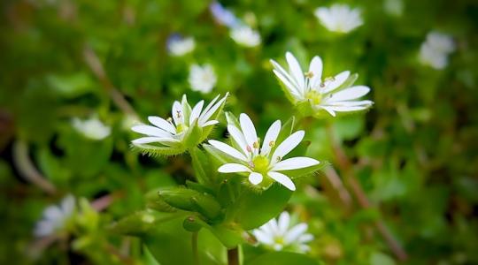 Támad a tyúkhúr? Így támadj vissza!