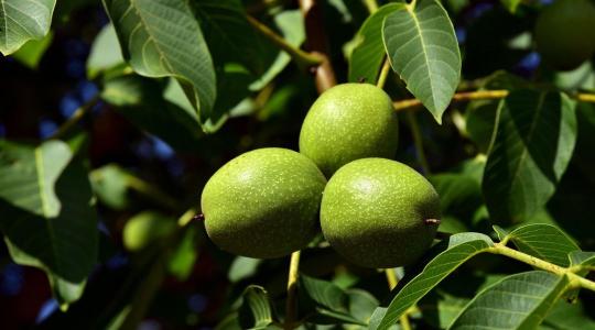 Néhány éven belül eltűnhet a dió a kertekből? Itt az utolsó esély a diófák megmentésére