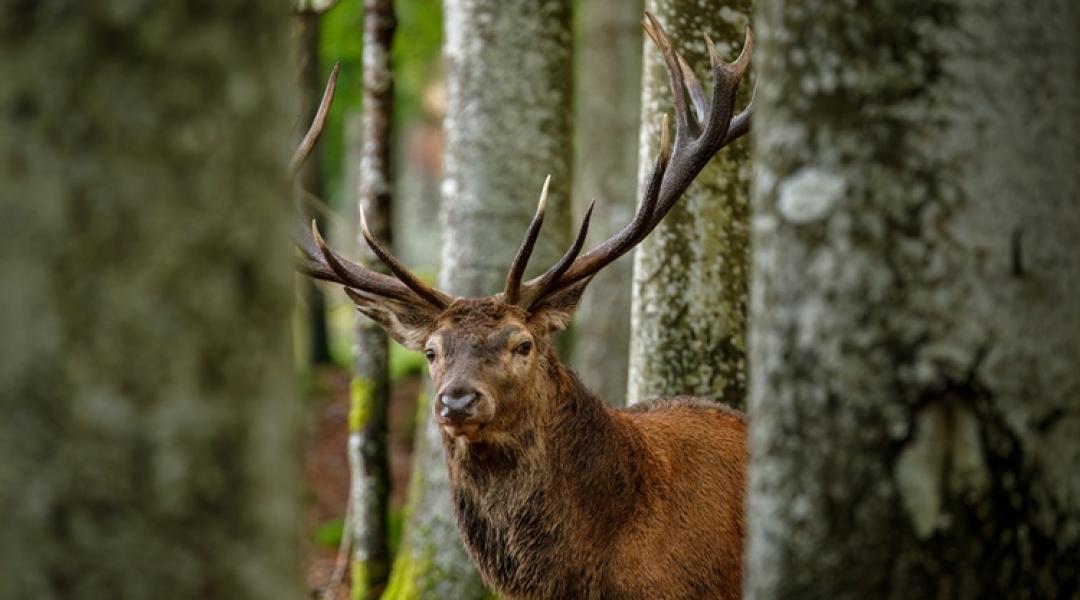 Vége a nagyvadvilág aranykorának: megtört a harmincéves trend Magyarországon