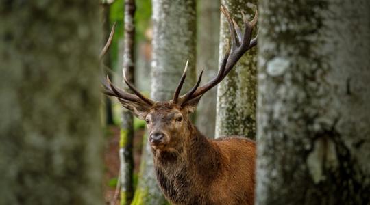 Vége a nagyvadvilág aranykorának: megtört a harmincéves trend Magyarországon Vége a nagyvadvilág aranykorának: megtört a harmincéves trend Magyarországon