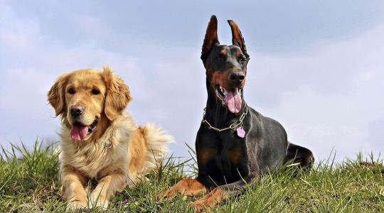 Tényleg hús van benne, vagy csak ipari melléktermék? Lehull a lepel a kutyaszalámikról