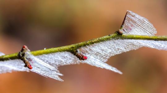 3 napos időjárás-előrejelzés: Fagyvédelemre felkészülni!