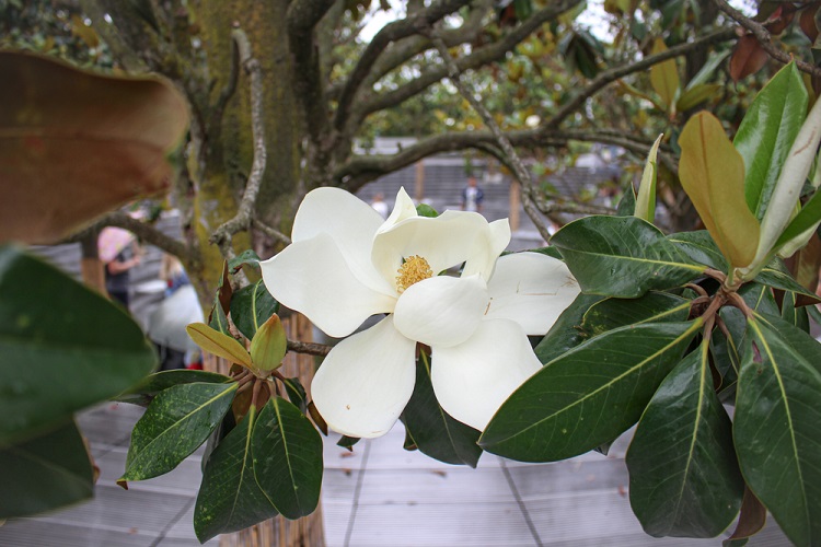 magnólia liliomfa virág