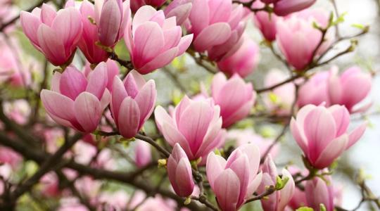 Ilyen egyszerű! Ettől lesz gyönyörű a liliomfád! Szuper magnólia gondozási tippek!