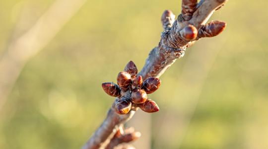 Kajszibarackod van? Most dől el, lesz-e termés idén