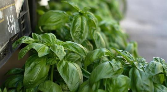 Ez a növény elriasztja a poloskákat a kertből