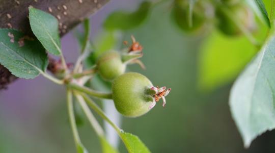Ha ezt látod az almafán, gyorsan lépned kell