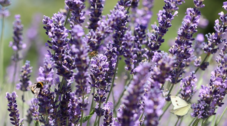 levendula