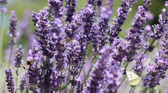 Egy növény, ami szinte minden kertben megél