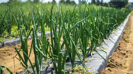 Vöröshagyma ültetés tavasszal: mikor és milyen mélyre? Vöröshagyma ültetés tavasszal: mikor és milyen mélyre?