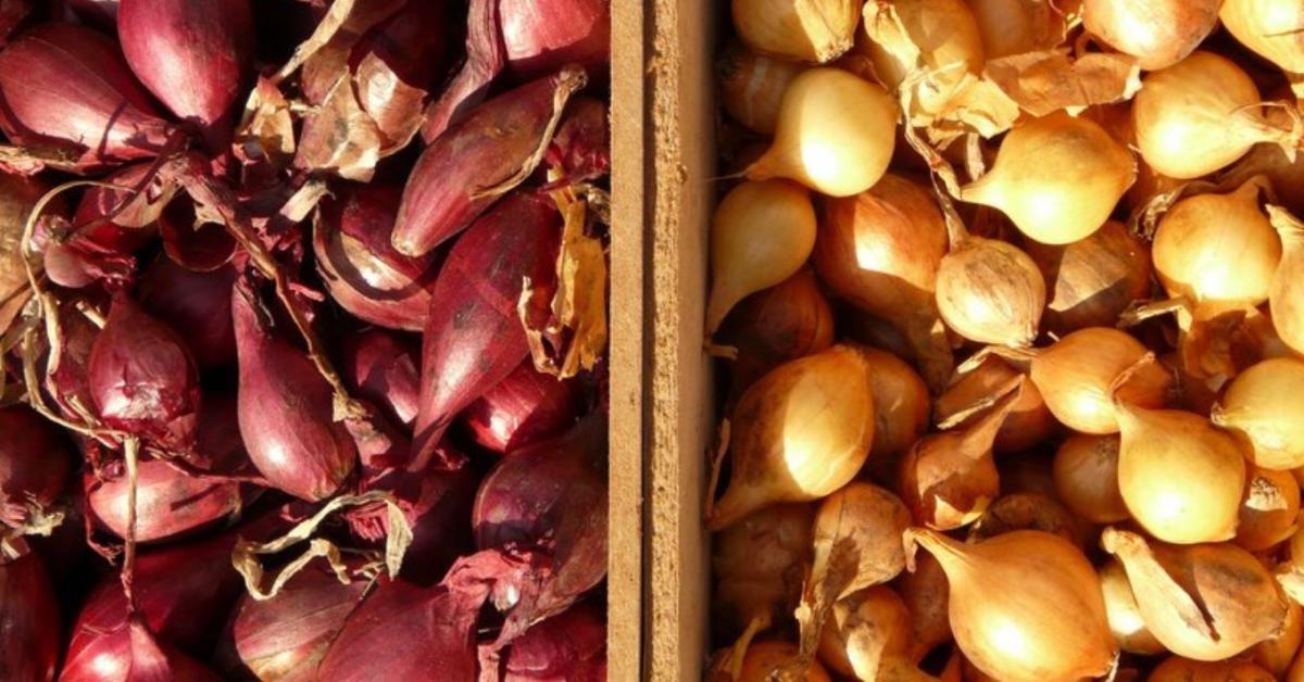 Dughagyma ültetés: milyen sortávolság az ideális? Dughagyma ültetés: milyen sortávolság az ideális?