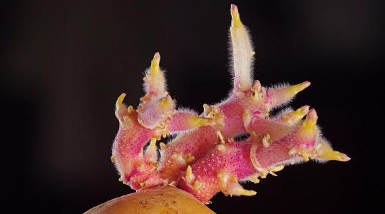 Burgonya csíráztatás: mikor és hogyan érdemes előcsíráztatni?