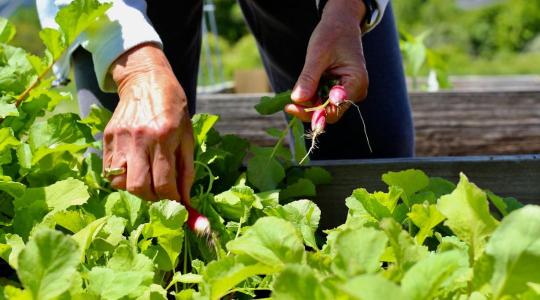 Magaságyás feltöltése tavasszal: milyen rétegek kellenek? Magaságyás feltöltése tavasszal: milyen rétegek kellenek?