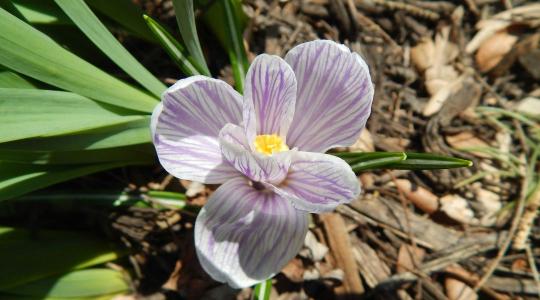 Mulcsozás tavasszal: mikor és milyen anyagot használj?