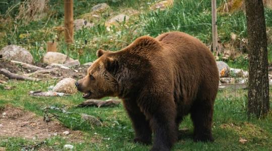 Ijesztő: saját kertjében támadta meg a medve, még a karját is eltörte 