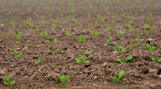 Hétvégi időjárás: Veszélyben a korai virágzás, -3 fokokra kelünk reggelente