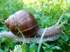 Ezért jelennek meg hirtelen a csigák a kertben